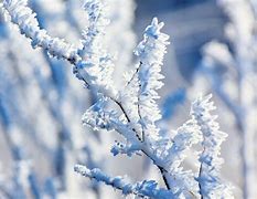 Image result for Liebherr Frost Protect