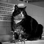 Image result for Baby Animals Cat Fat