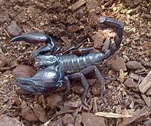 Image result for Chinese Scorpion