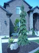 Image result for Ornamental Evergreen Trees