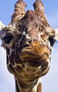 Image result for Confused Giraffe