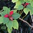 Image result for Potted Poinsettia