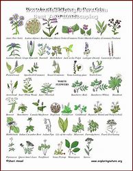 Image result for garden plant identification chart