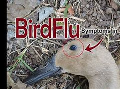 Image result for Donald Duck Bird Flu