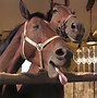 Image result for Stampede of Horses