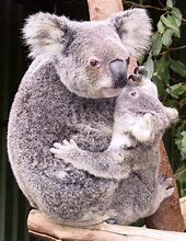 Image result for Baby Koala Animal