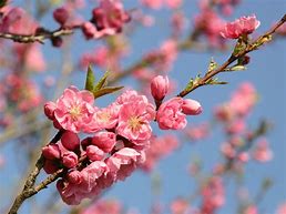 桃の花 に対する画像結果