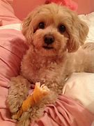 Image result for Haircuts for Maltipoo
