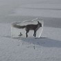 Image result for Animals with Frozen Furr