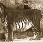 Image result for Extinct Tiger Species