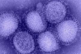 Image result for Influenza a Virus Subtype H1N1