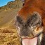 Image result for Ugly Animals Horse