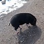 Image result for Winter Pig Shelter