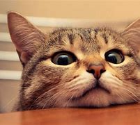 Image result for Funny Cat Images HD