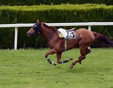 Image result for Horse in Neighbrhod Lose Run