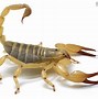 Image result for What Do Scorpion Burrows Look Like