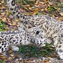 Image result for Snow Leopards in Nature