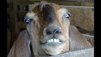Image result for Funny Crazy Goat
