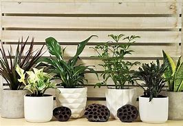 Image result for Costa Farms Clean Air-O2 For You Live House Plant Collection 4-Pack, Assorted Foliage, 4-Inch, Green