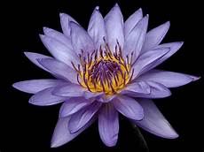 wallpapers: Water lily flowers wallpapers