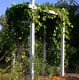 Image result for Plant Lattice Supports