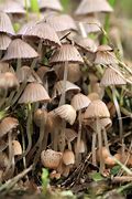 Image result for Hallucinogenic Mushrooms