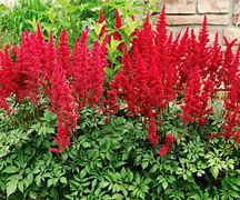 Image result for Red Perennials