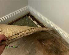 Image result for Carpet Mold Removal