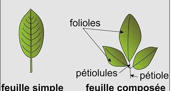 Image result for Feuille Simple Et Feuille Compose