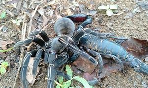 Image result for Scorpion vs Tarantula