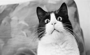 Image result for Scared Cat