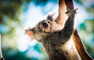 Image result for Australia Zoo Animals