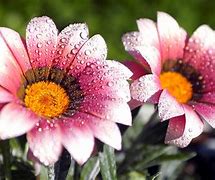 Image result for Amazing Flowers Images HD