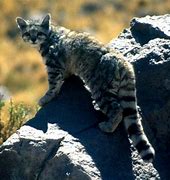 Image result for Mountain Cat
