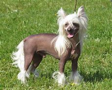Image result for Bizarre Dogs
