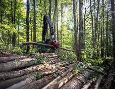 Image result for Sustainable Forestry