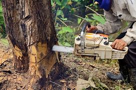 Image result for Emergency Tree Removal