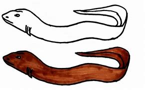 Image result for Simple Eel Drawing