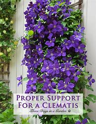 Image result for Clematis Support