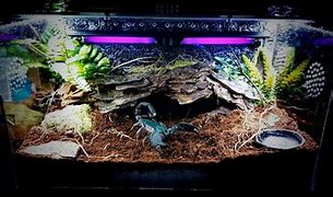 Image result for Asian Forest Scorpion Tank Set Up