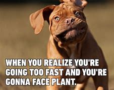Image result for Dog Jokes That Are Funny