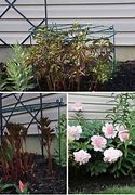 Image result for peony cages
