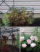 Image result for Peony Support Cage