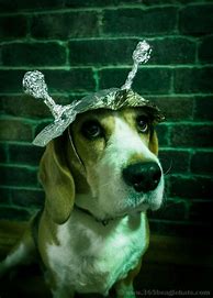 Image result for Tin Foil Hat for Dogs