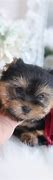 Image result for Toy Yorkie vs Teacup Yorkie