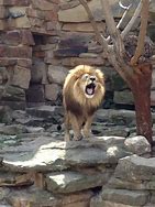 Image result for Fort Worth Zoo Animals