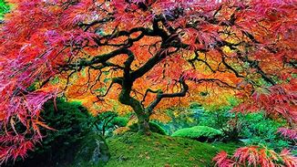 Image result for Picture of Forests of Beautiful Old Trees