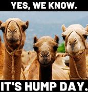 Image result for Best Hump Day Jokes