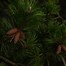 Image result for Types of Evergreen Trees That Generate More