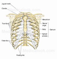 Image result for Male Rib Cage Anatomy